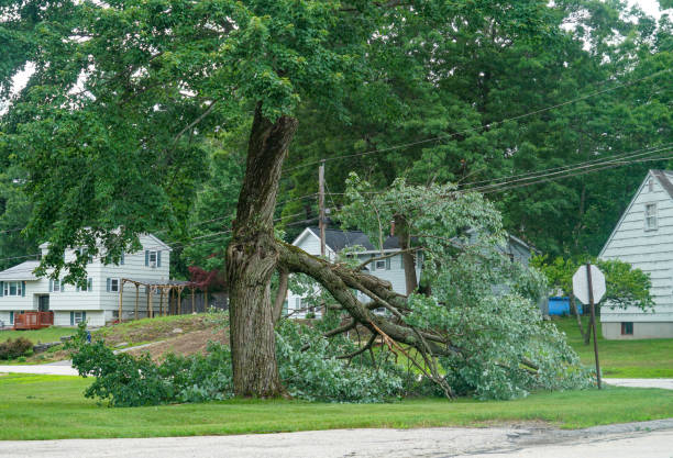 How Our Tree Care Process Works  in  Safety Harbor, FL