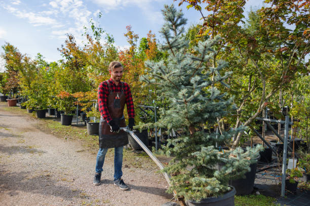 Safety Harbor, FL  Tree Services Company